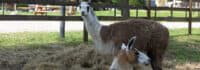 Tiere im Streichelzoo
