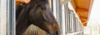 Pferd schaut aus dem Stall raus
