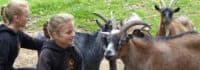 Mädchen streicheln die Ziegen im Streichelzoo