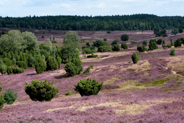 Bild der Lüneburger Heide 