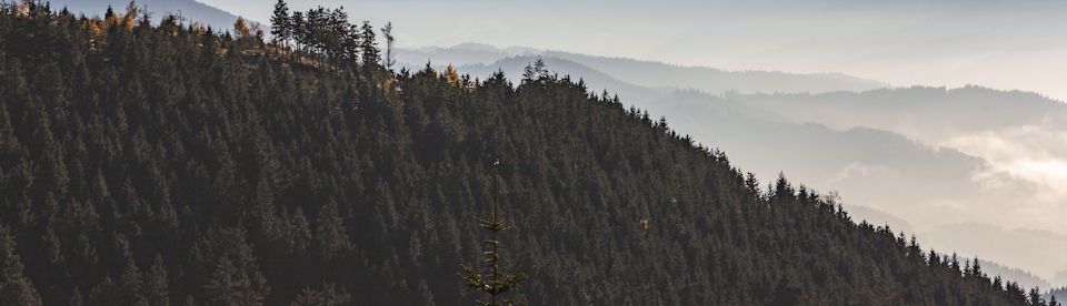 Schwarzwald bei Nebel